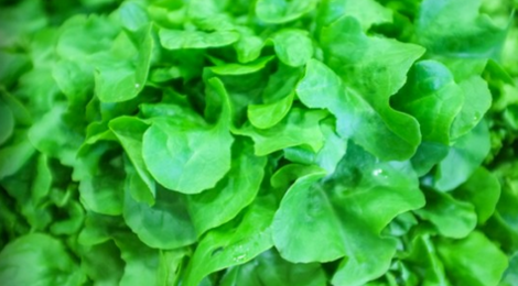 Feuille de chêne bio