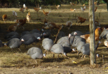 la ferme d'olivier