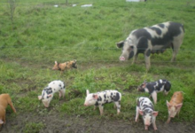 La Ferme Du Pre Bois