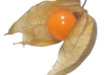 Amours en cage Biologiques (Physalis Péruviana)