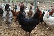 poulets cous nu noirs ou cendrés