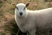 Agneaux et laines du Menez Hom