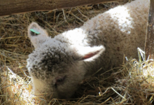 Agneaux et laines du Menez Hom