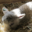 Agneaux et laines du Menez Hom