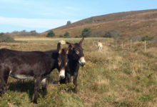 Agneaux et laines du Menez Hom