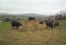Agneaux et laines du Menez Hom