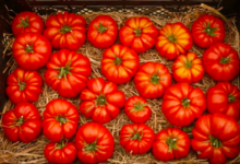 Les Serres de Pont-Odet, tomates