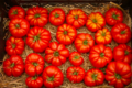 Les Serres de Pont-Odet, tomates