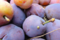 Les Serres de Pont-Odet, prunes