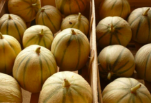 Les Serres de Pont-Odet, melons
