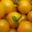 Les Serres de Pont-Odet, tomate cerise