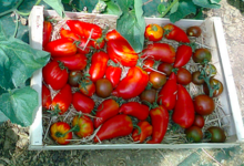 Verger de Lanvern, tomates