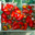 Verger de Lanvern, tomates