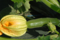 GIE le giraumon, courgette