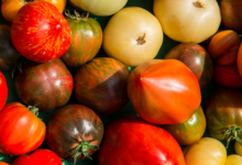 Tomates du gaec Bocel