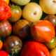 Tomates du gaec Bocel