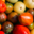 Tomates du gaec Bocel