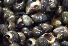  Bigorneaux vivants