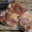 Le Lion d'Or, manchons de canard confits