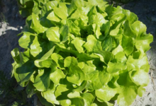 Ferme des Beaux Bois, Les salades