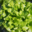 Ferme des Beaux Bois, Les salades