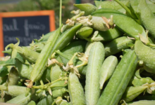 Ferme des Beaux Bois, Les petits pois