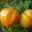 Stéphane Thomazeau, Tomates coeur de boeuf