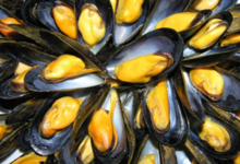 Moules de Bouchots de la Baie du Mont Saint-Michel