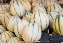 Les délices de la campagne, melons