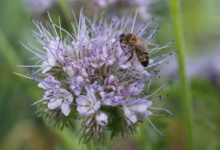 L'abeille des onze écluses