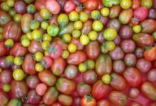 La ferme de Sam, tomates bio