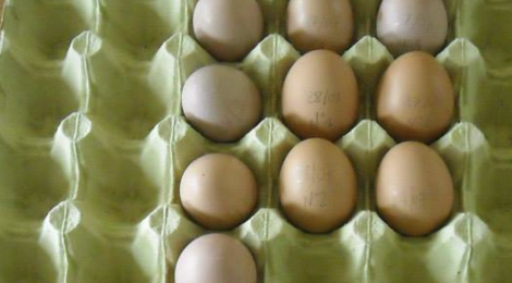 La ferme de Sam, oeufs bio