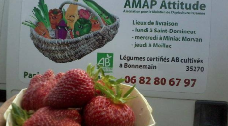 La ferme de Sam, fraises bio
