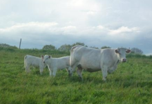 Viande bovine et veau sous la mère