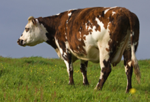 Viande bio de race normande