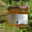 Les ruchers du Pays Blanc, miel de Brière