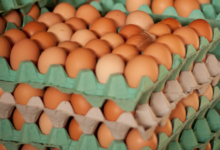 Ferme de la Pignerie, oeufs bio