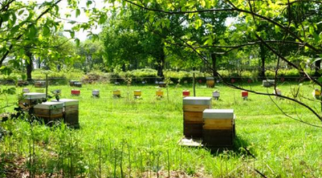Miellerie des vallons de Vilaine, miel de foret