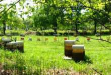 Miellerie des vallons de Vilaine, miel de sarrasin