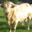 Boeuf