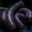 Boudin Noir