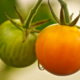 tomates