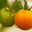 tomates