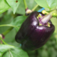aubergine