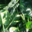 Epinard bio