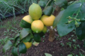 citrons bio
