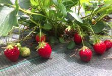 fraises Mara des Bois
