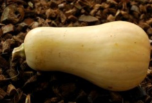  Courge Butternut
