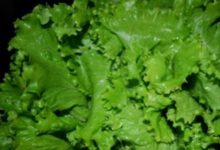  Salade batavia blonde