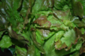  Salade batavia brune